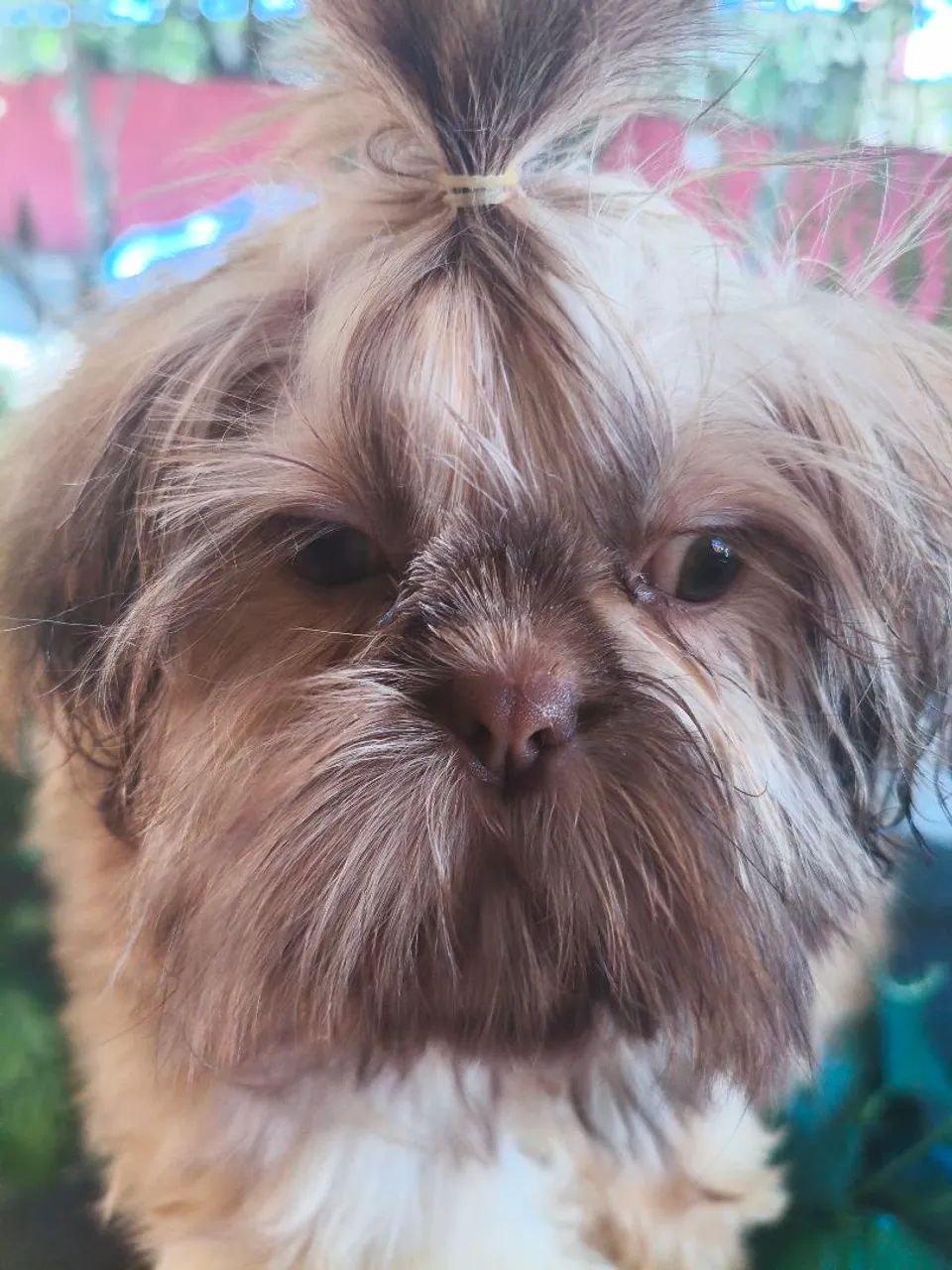 Shih tzu - Foto 2