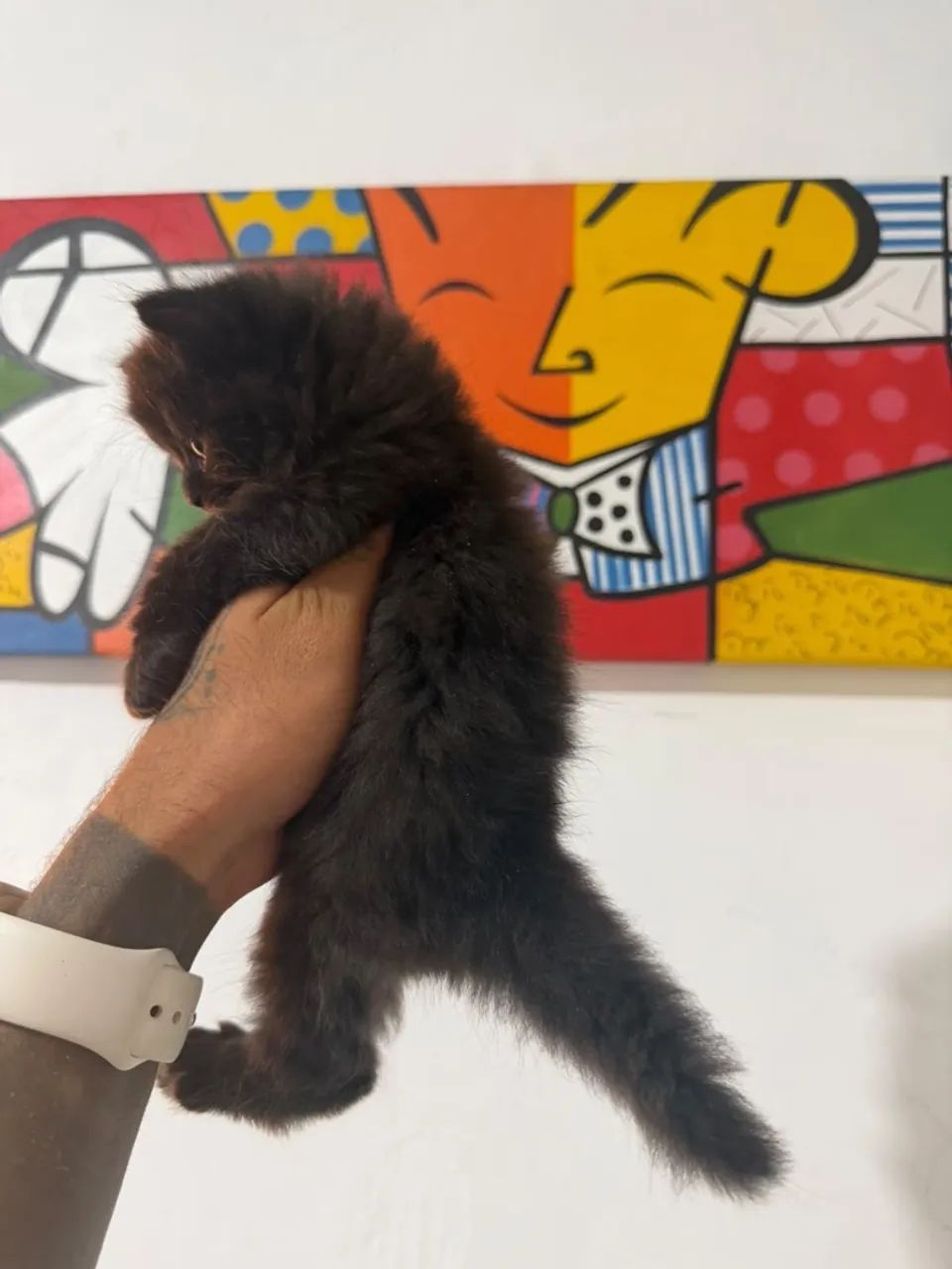 Persa pet  - Foto 2