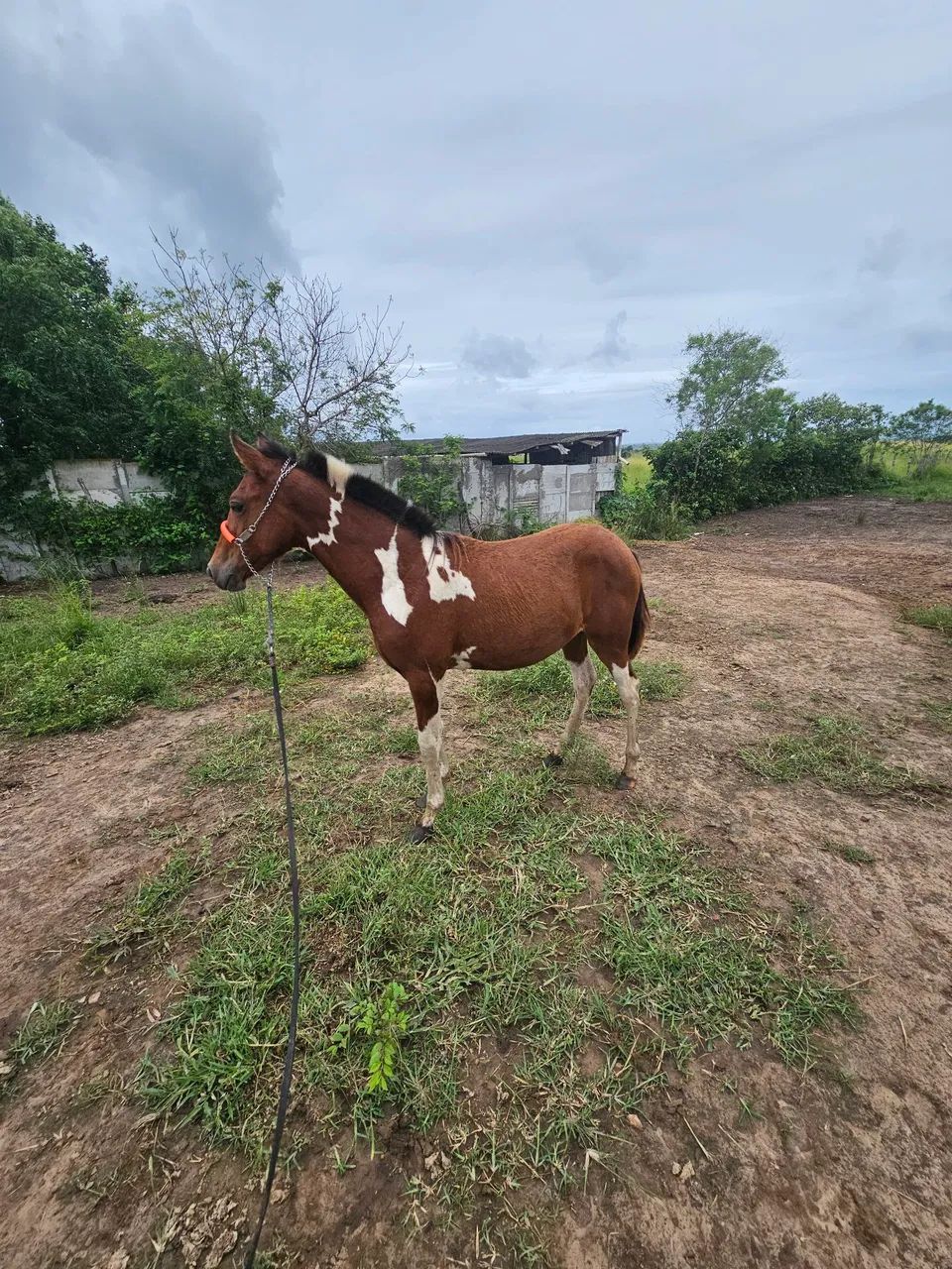 Potra mangalarga MM - Foto 2