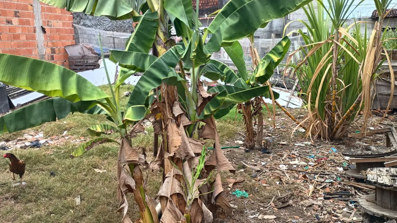 Lote à venda, TABULEIRO DO MARTINS, Maceió, AL - Foto 5