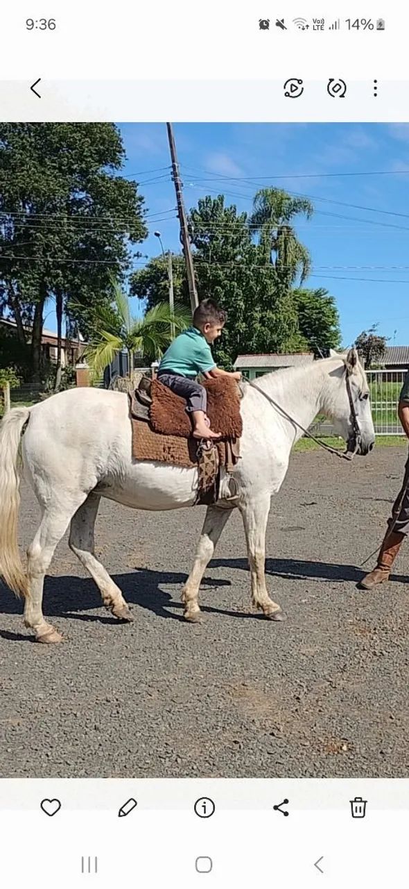 Vendo égua,mansa .muito linda