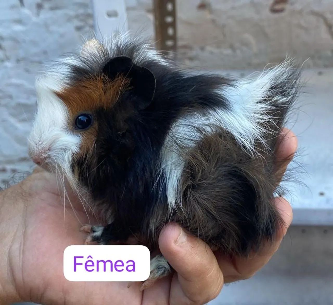 Porquinho da índia 424794622211532802