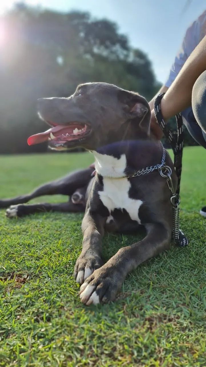 Doação Pitbull São Paulo - Foto 4