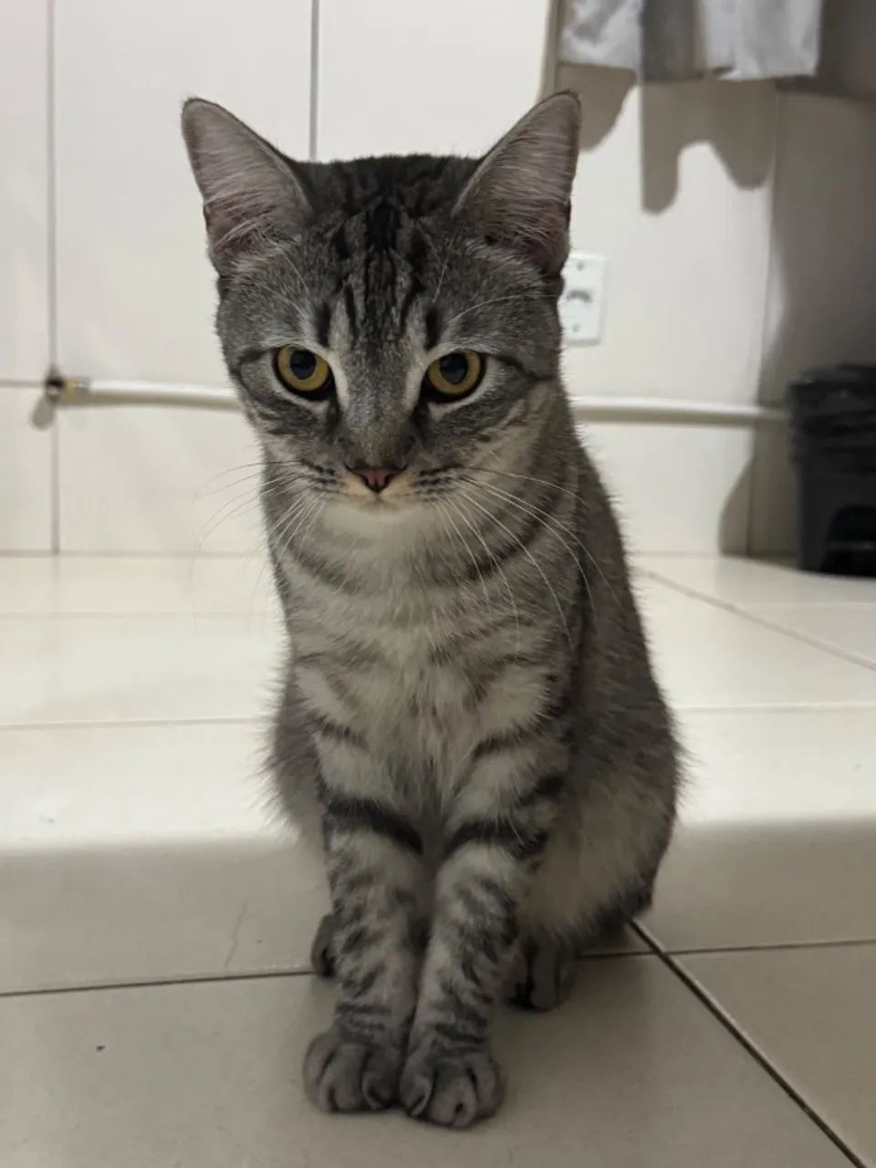 Doação conjunta de gatos  - Foto 2