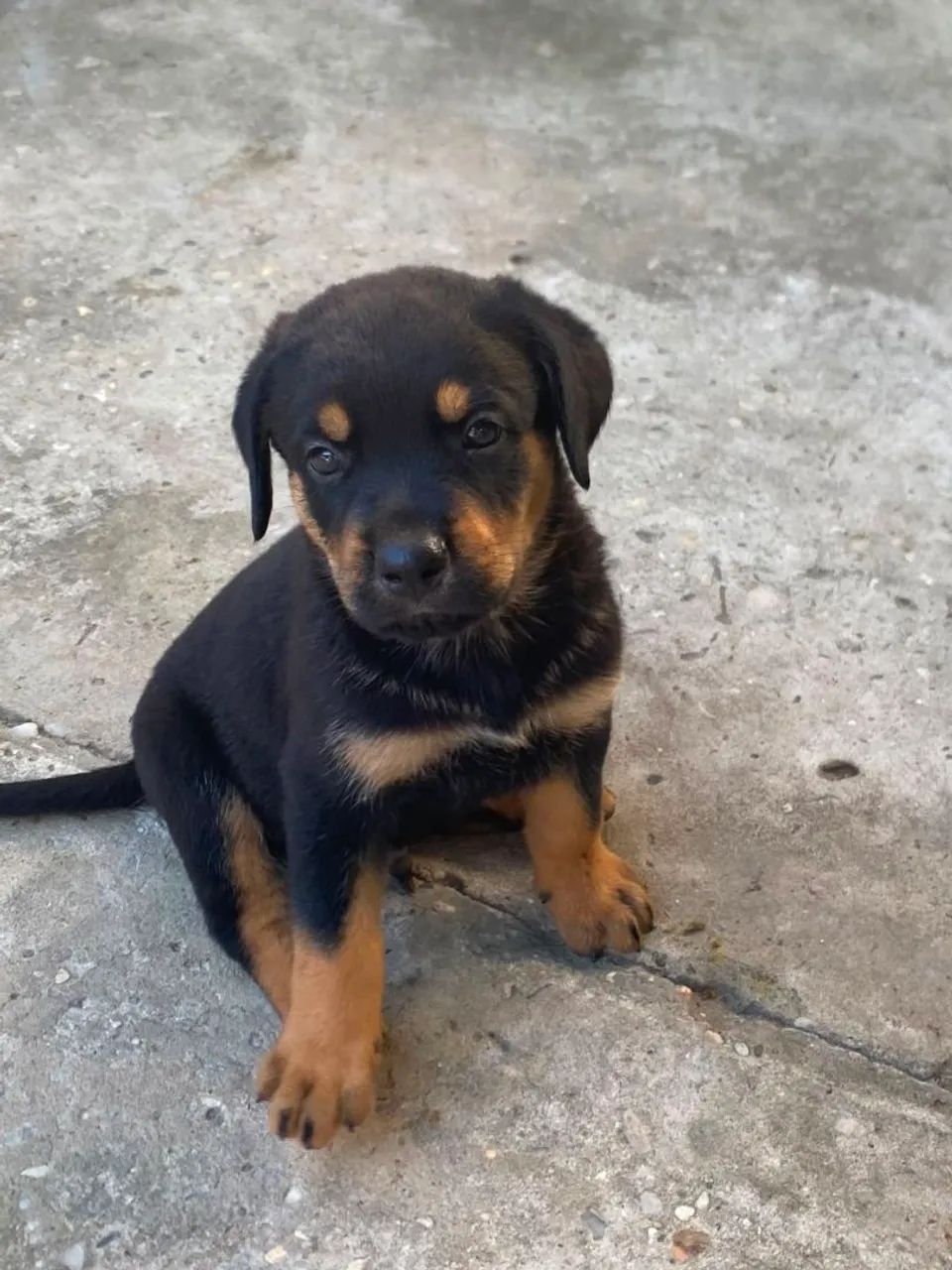 Rotweiller  - Foto 3