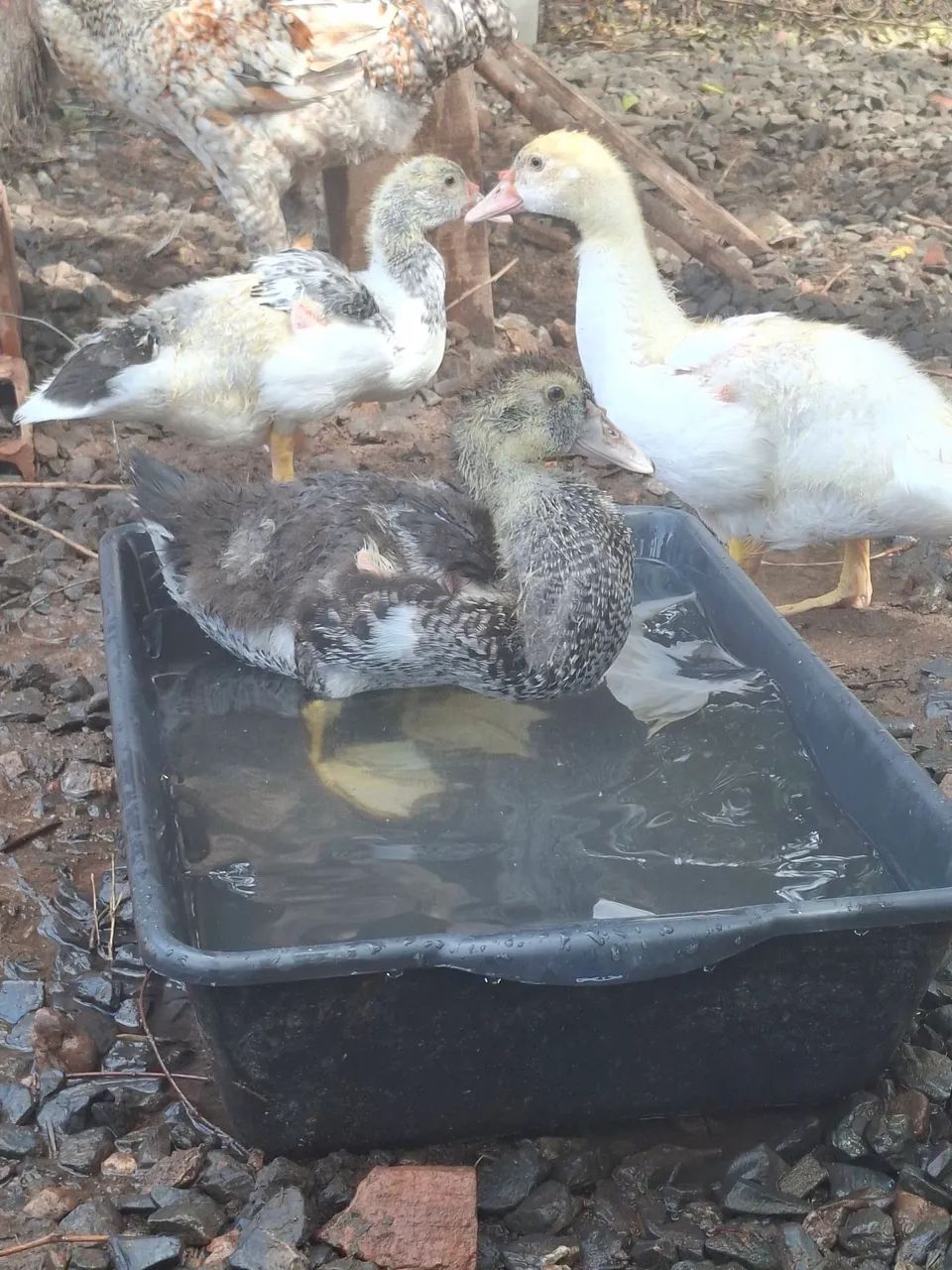 Frango, pintinhos e patos - Foto 2