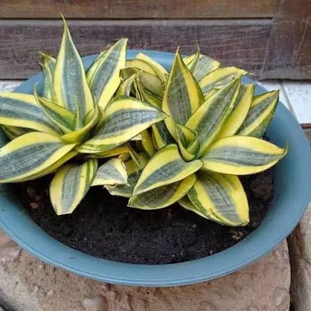 Mini espada de São Jorge verde e amarela.