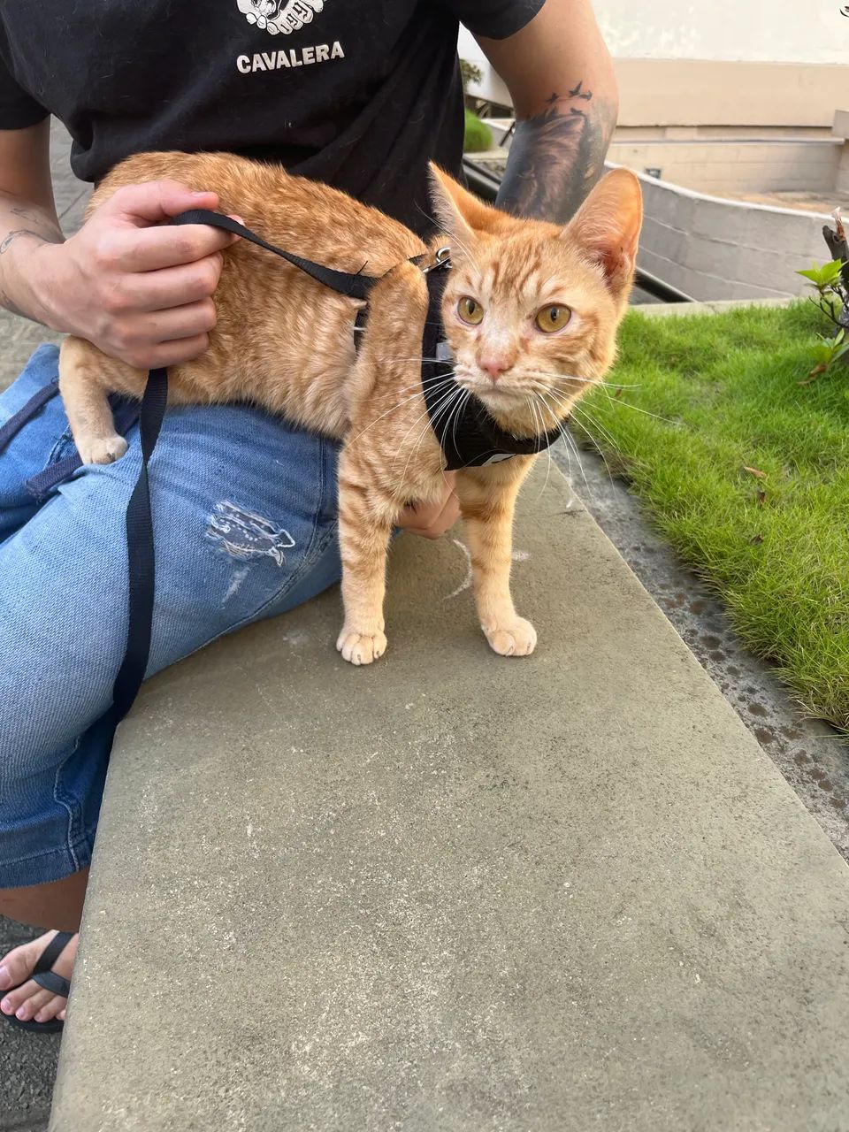 Gato laranja para doação - Foto 3
