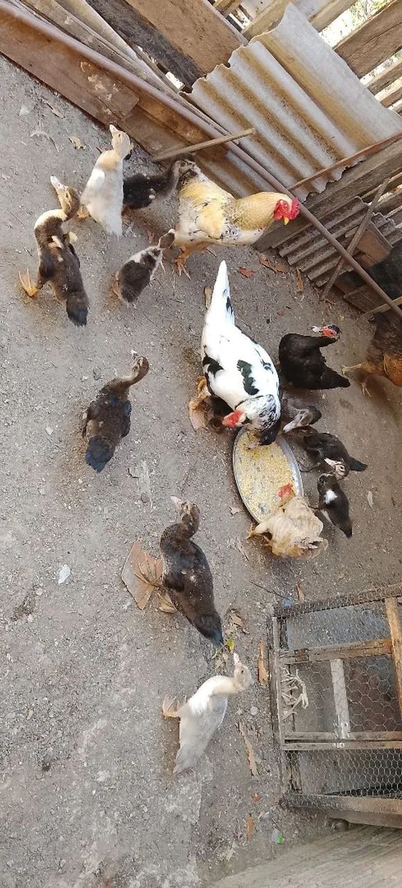 Galinhas e patos - Foto 5