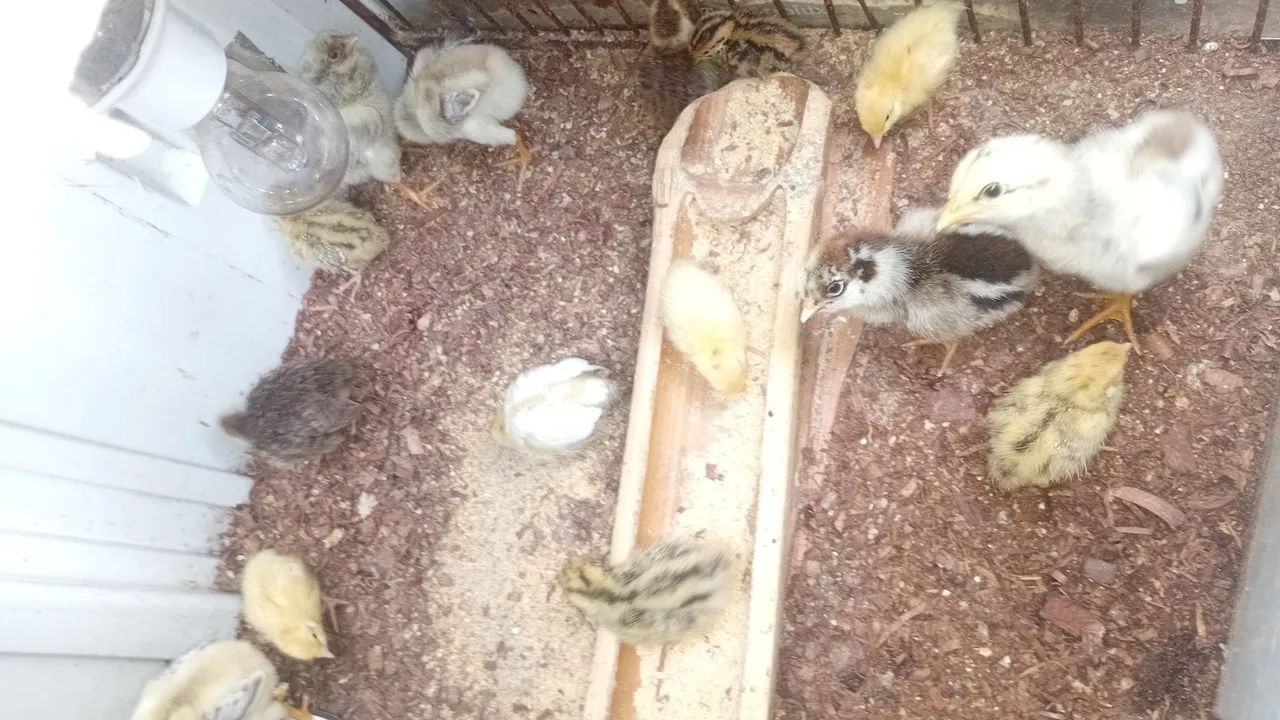 Pintinhos de codornas e galinhas disponíveis - Foto 2