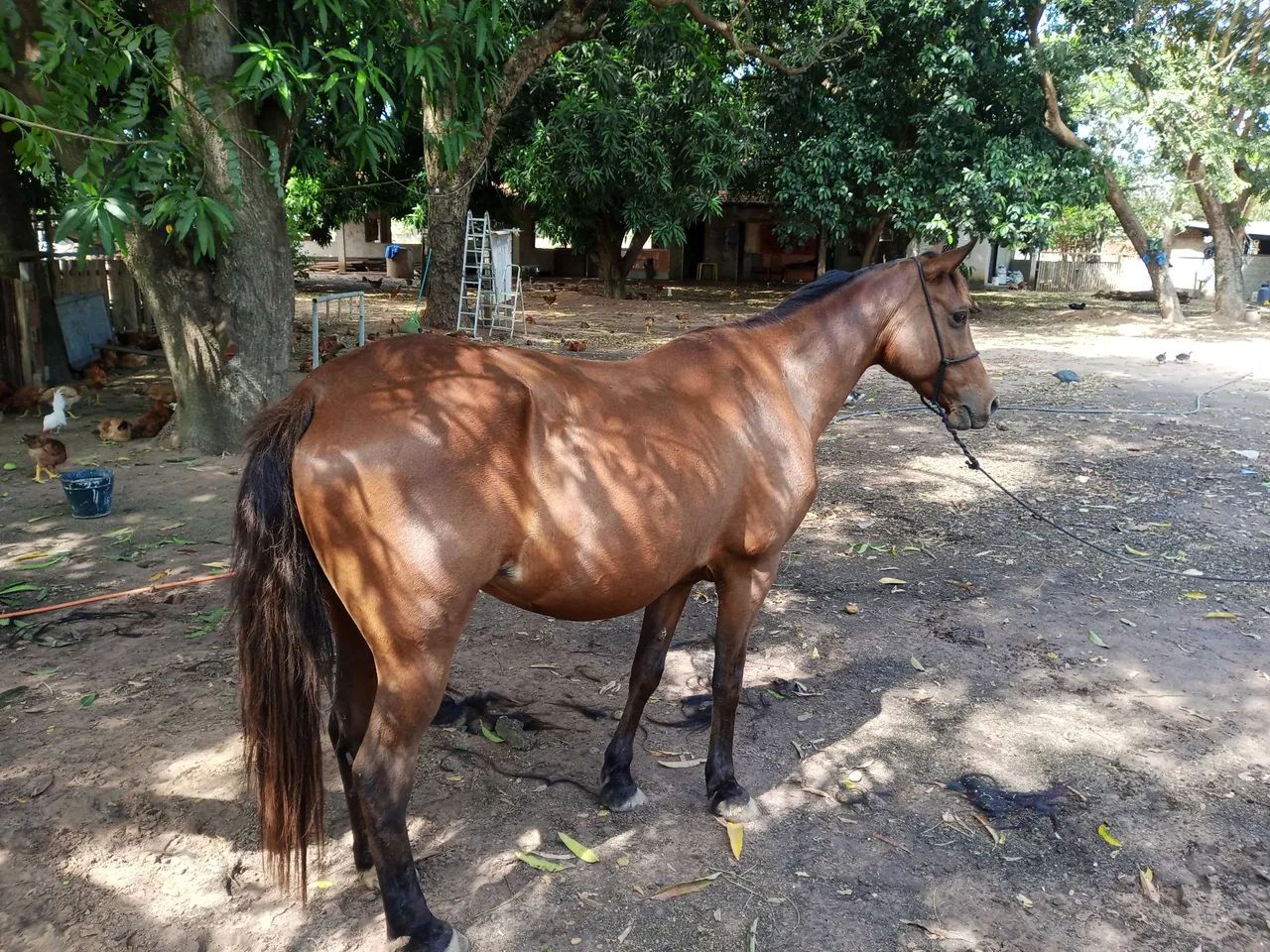 Égua Domada  - Foto 2