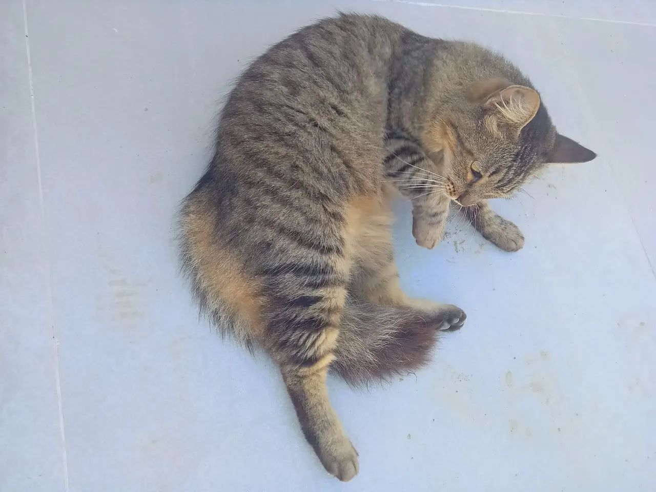Gata castrada docil - Foto 3