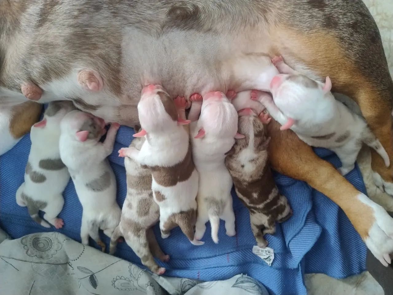 Cachorro