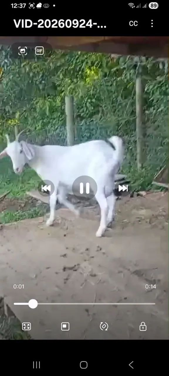 Cabra 