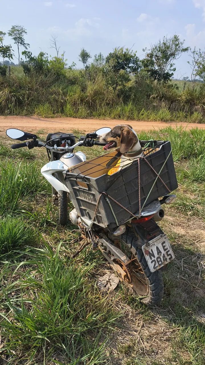 Cachorra americana - Foto 4