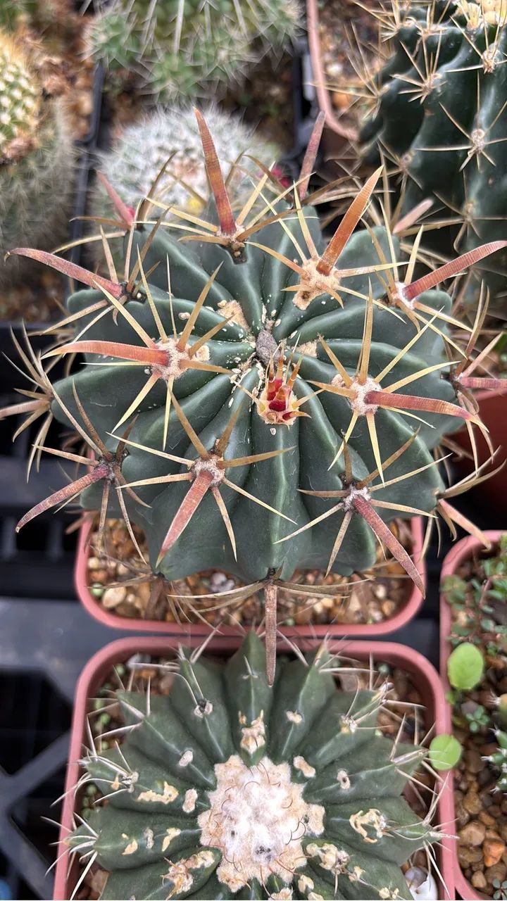 Cactos  - Foto 2
