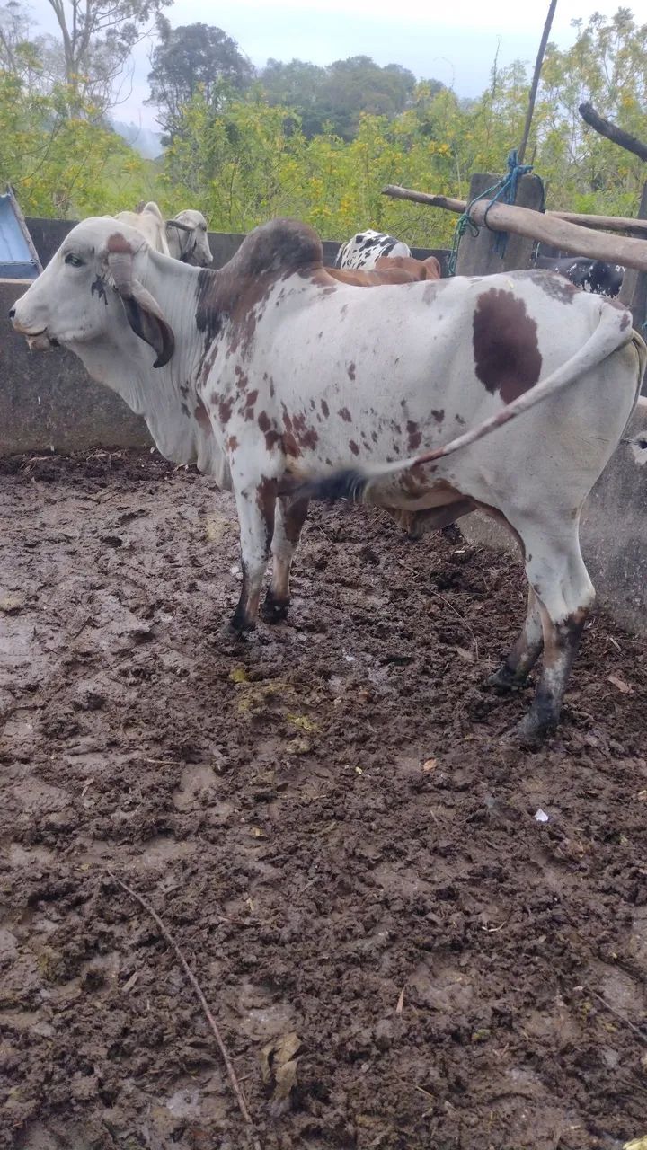 Gado misto