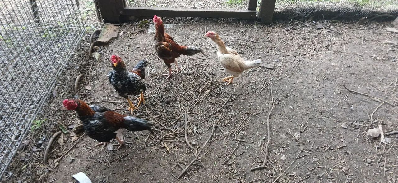 Galinha mini índio  - Foto 4