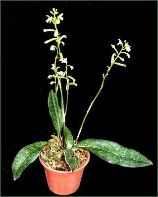 Orquídea terrestre 