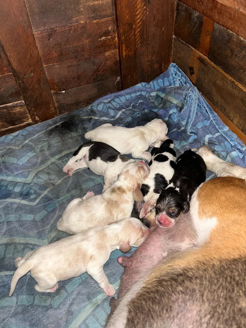 Filhotes de Beagle 