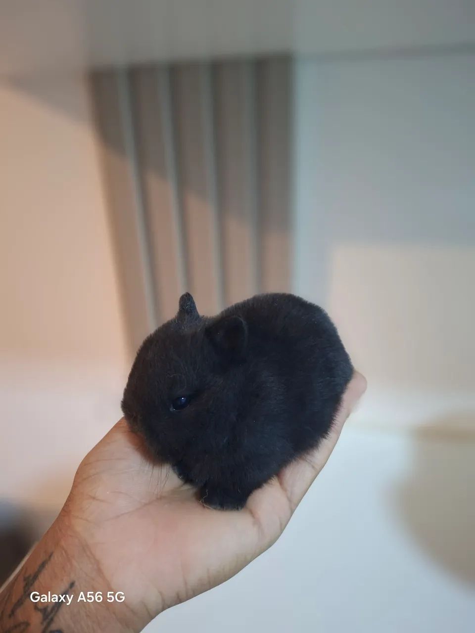   Anão Netherland Dwarf - Filhotes  - Foto 6