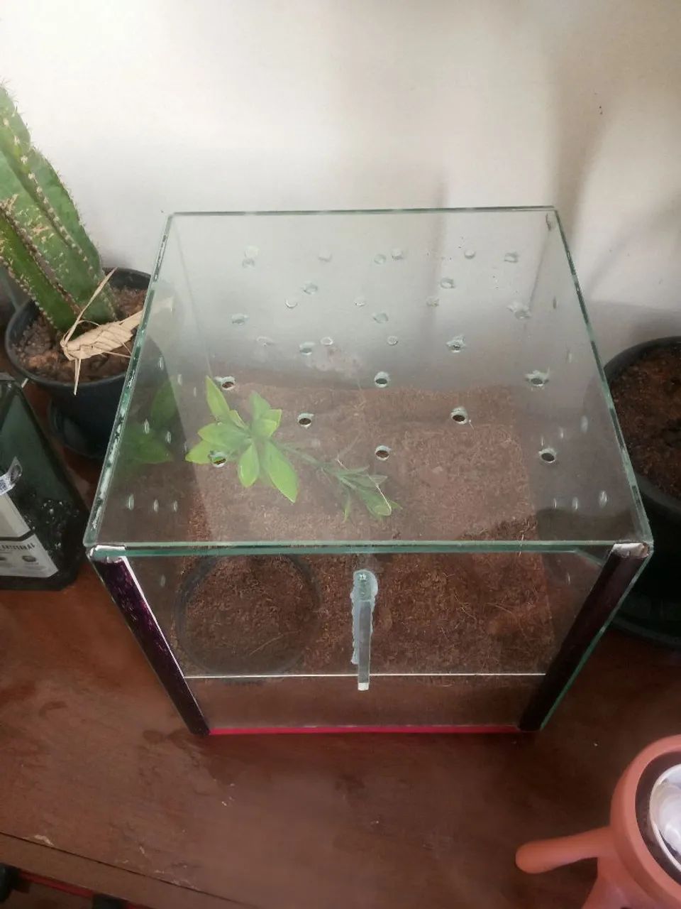 Terrário  - Foto 3