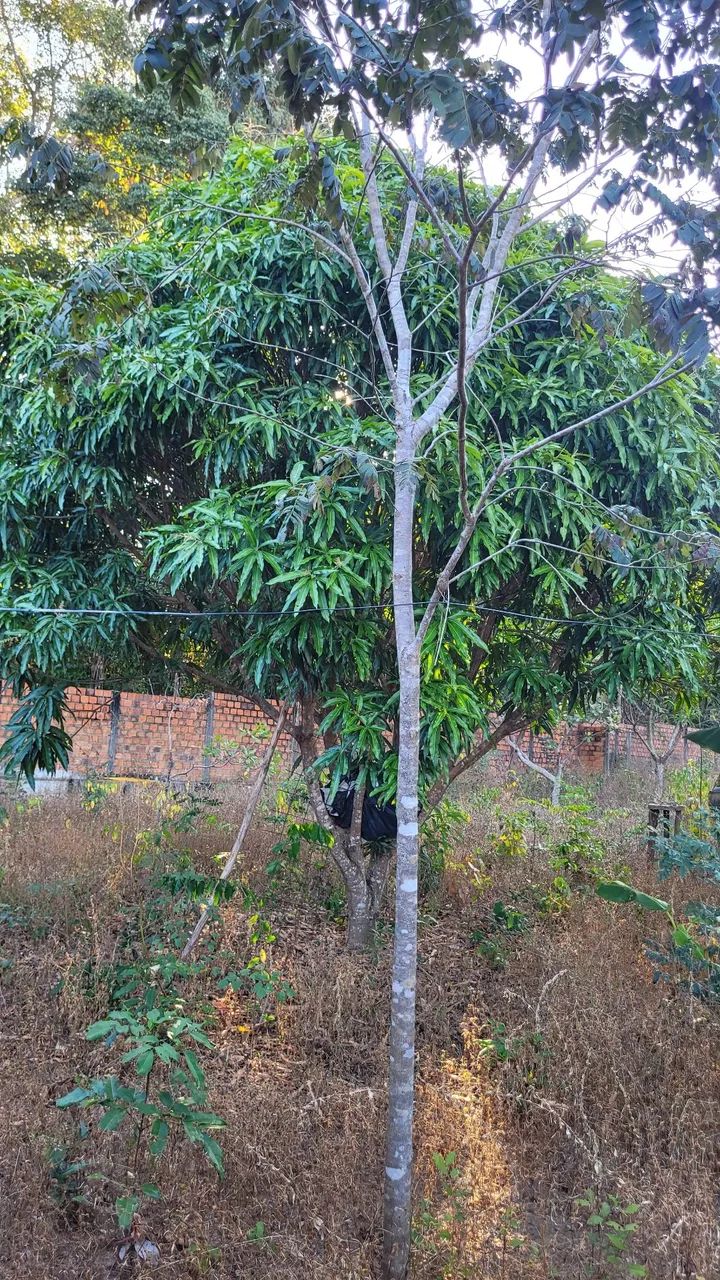 Sítio com casa nova na CACIMBA VELHA. - Foto 4