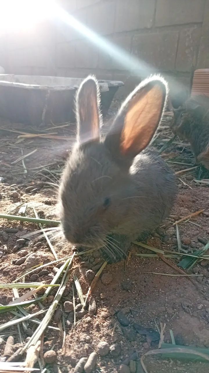Coelhos! - Foto 2