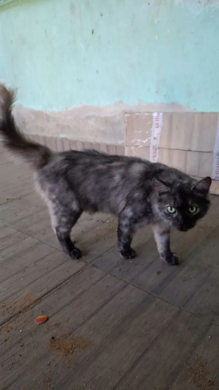 Doação de gatas - Foto 4
