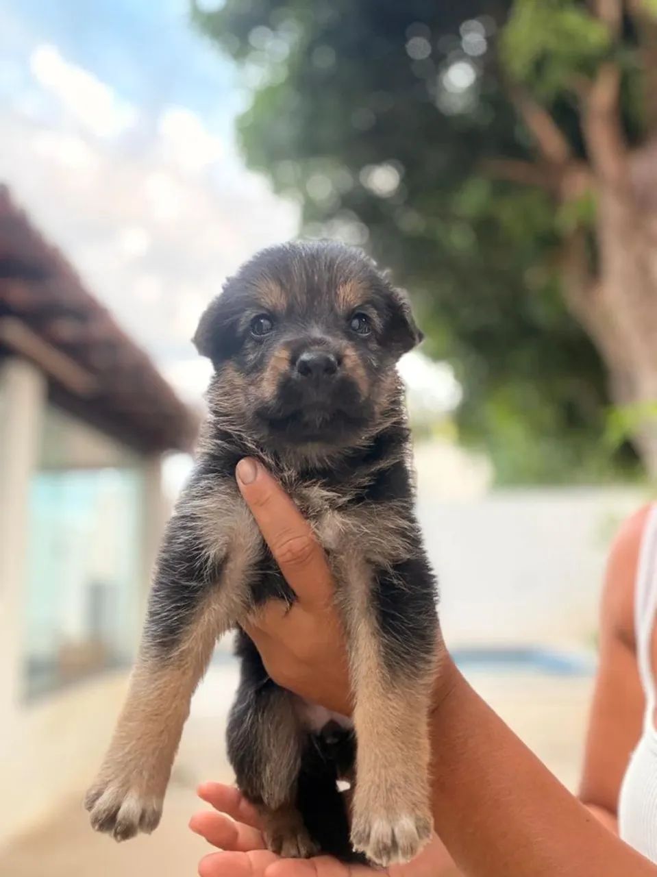 Cachorros - Foto 2