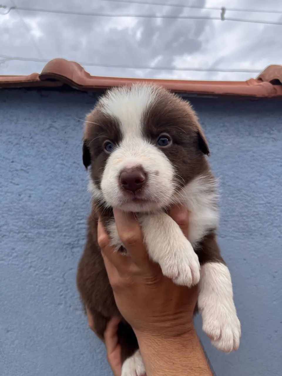 Border collie baby - Foto 2