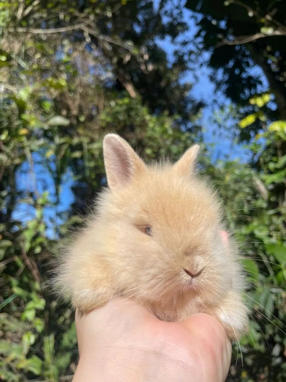 Mini coelhos e coelho anão 