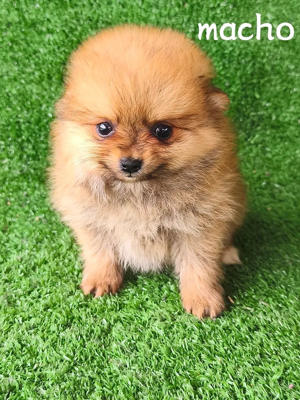 Lulu Pomerânia  - Foto 6