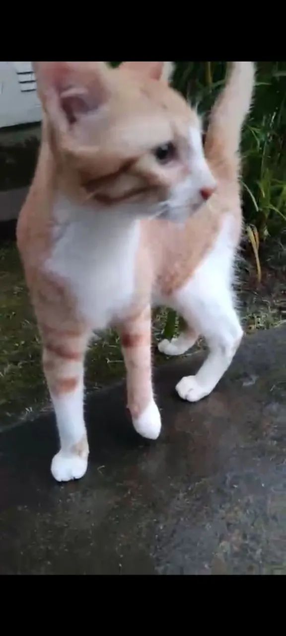 Gato para adoção