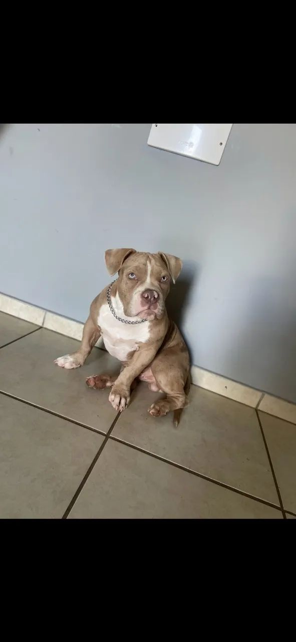 American Bully Pocket 5 meses