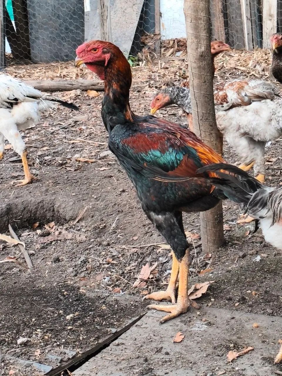 Frango índio gigante 