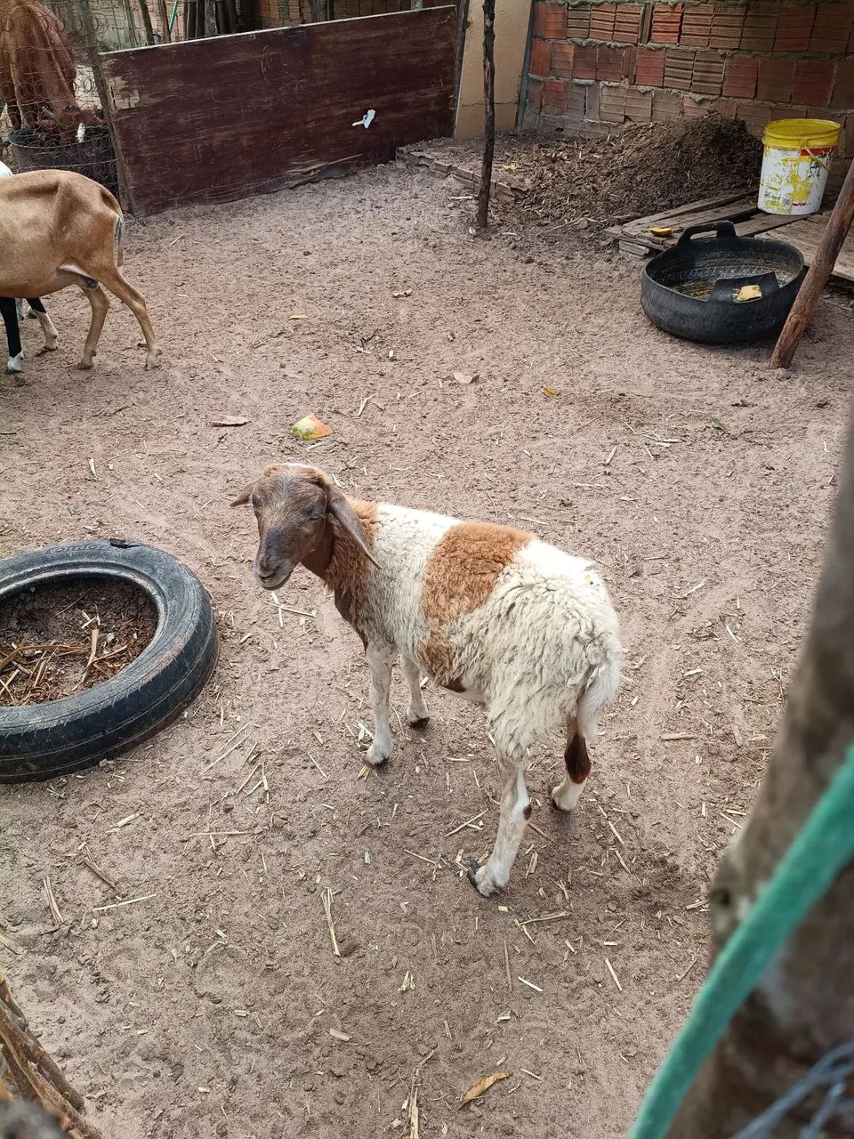 Borrego  - Foto 3