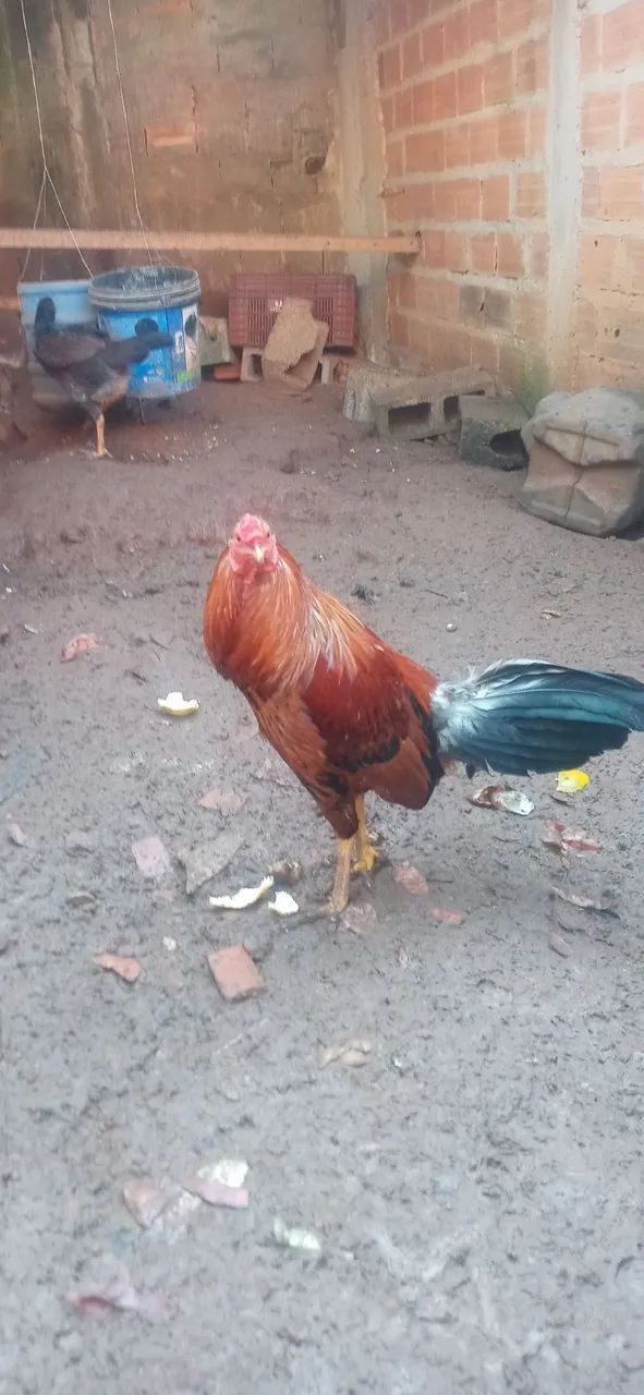 Galo bankiva - Foto 3