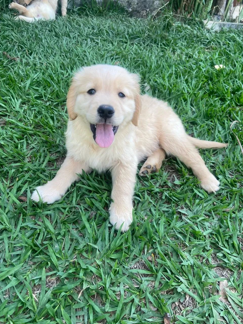 Golden  - Foto 4
