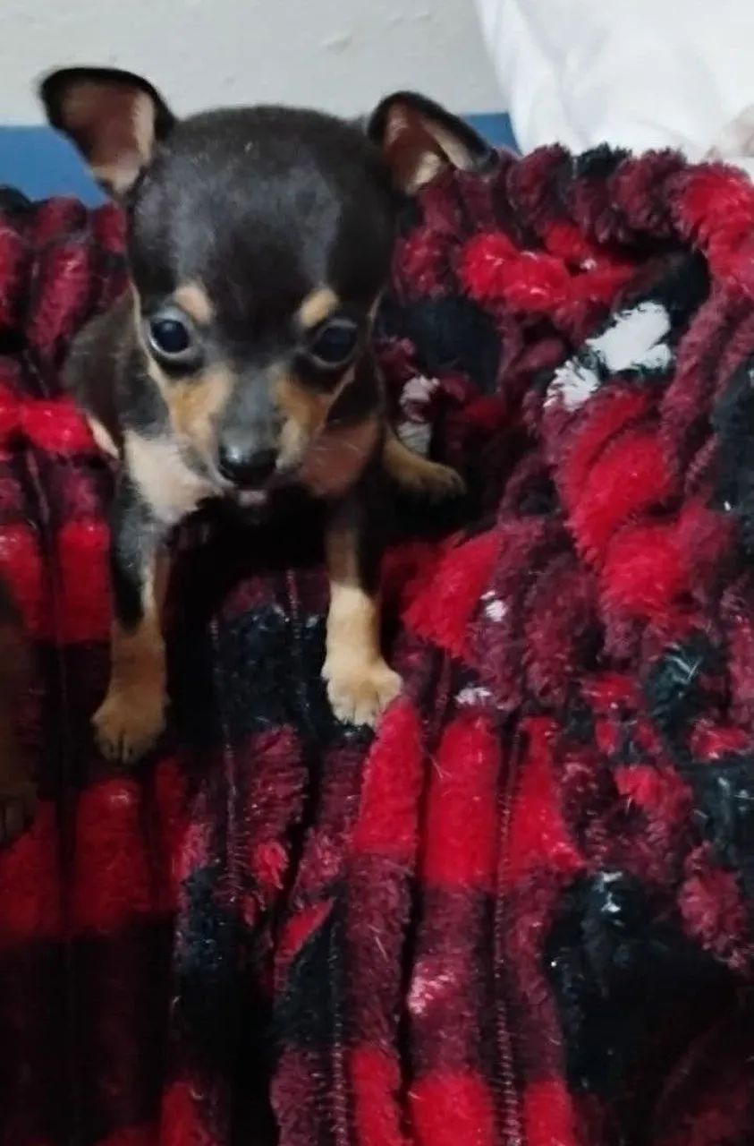 Pinscher zero  - Foto 4