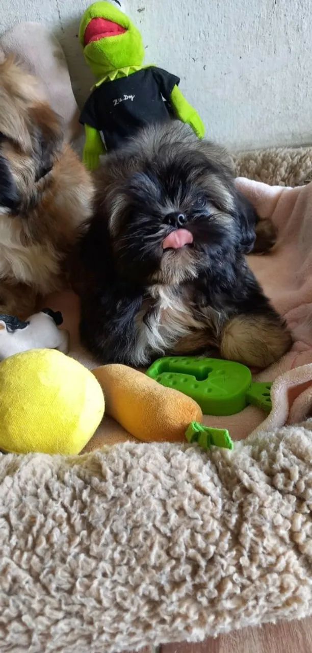 Cachorro  - Foto 2