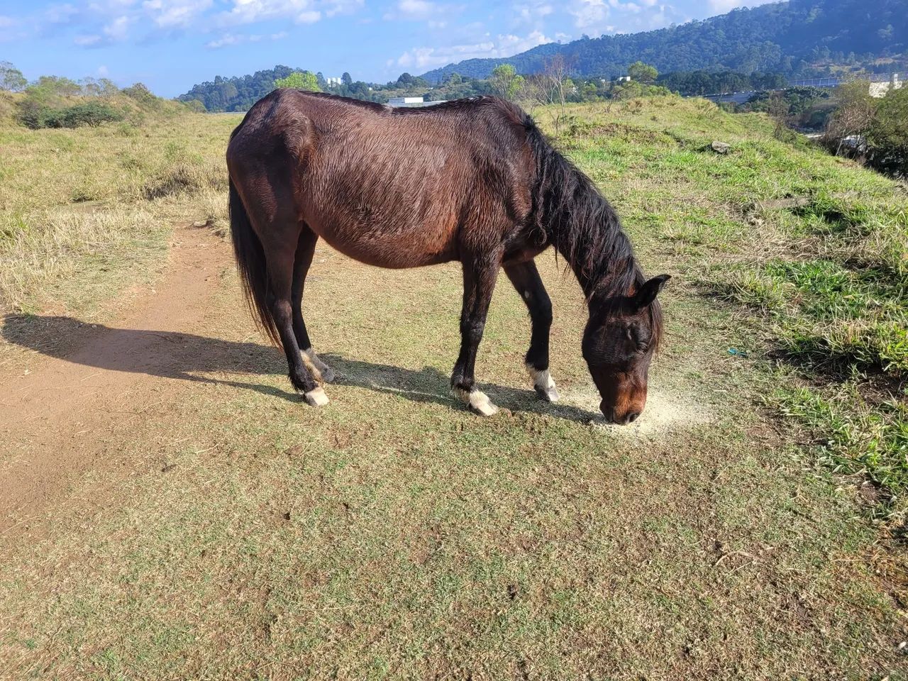 Egua mangalarga preta 