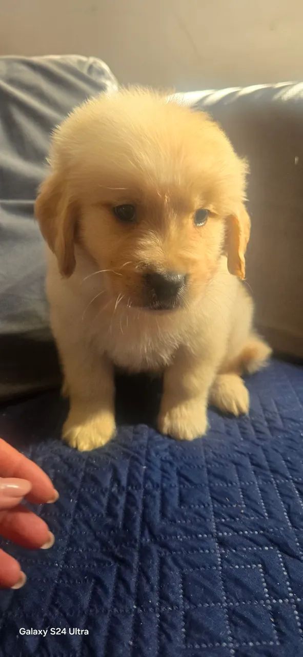Golden Retriever  - Foto 2