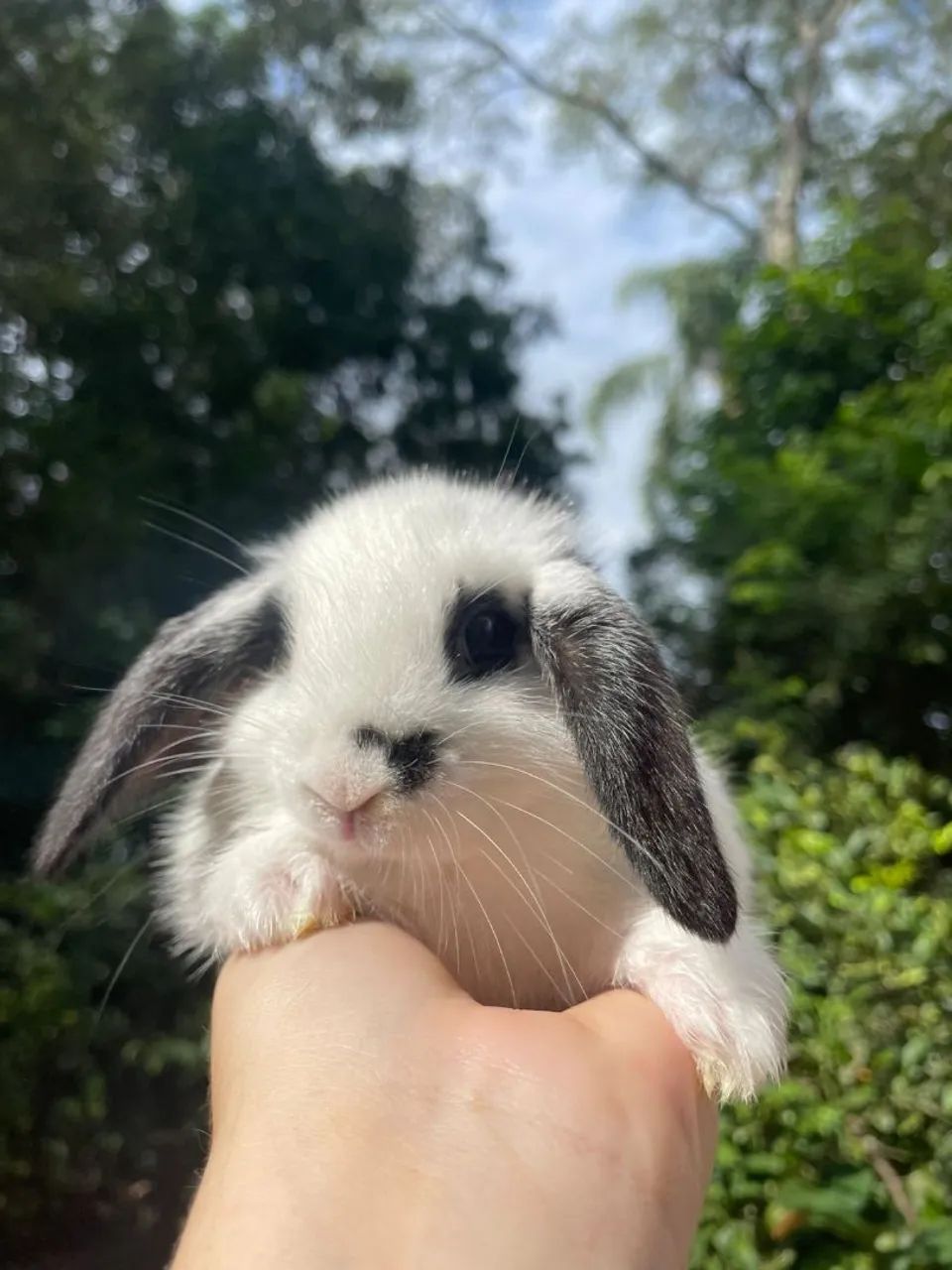 Lindo filhotes Mini coelhos páscoa  - Foto 5