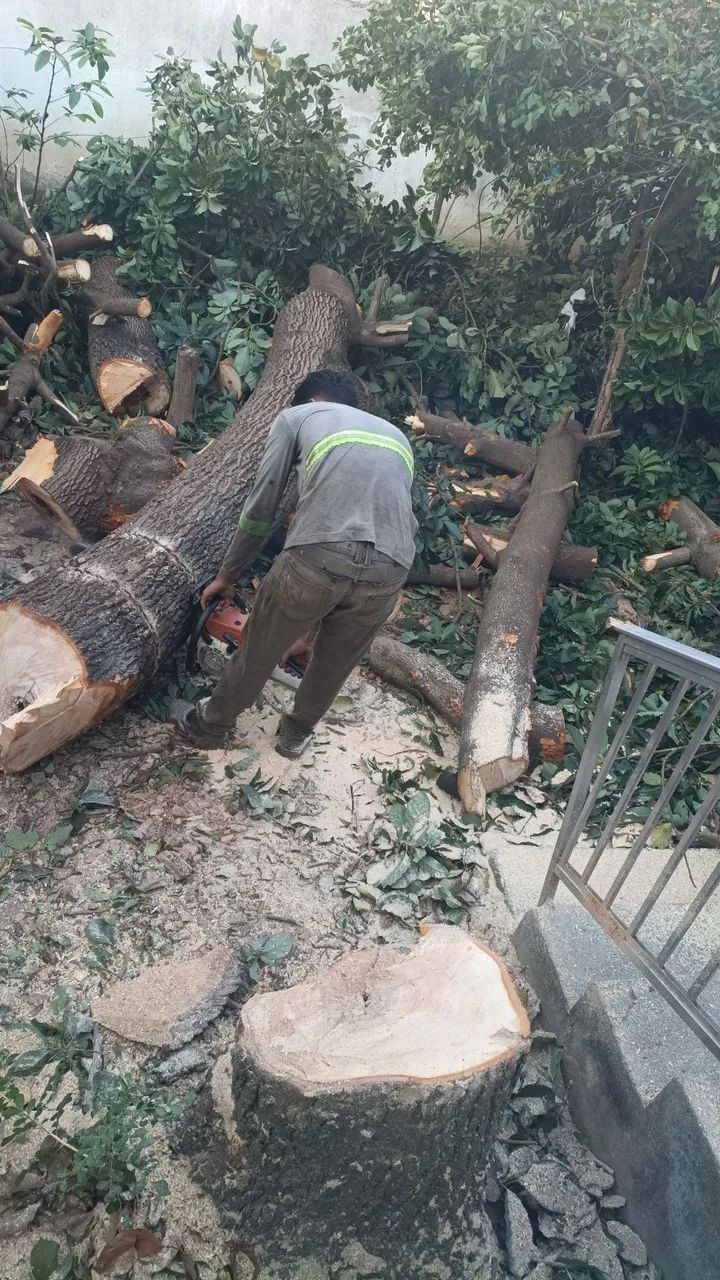 Poda e remoção de árvore - Foto 2