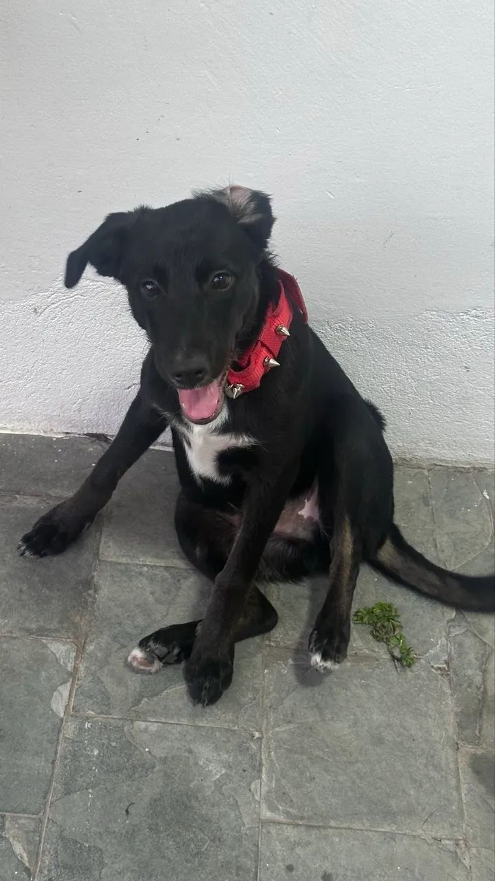 DOAÇÃO DE CACHORRO ? COM RECOMPENSA