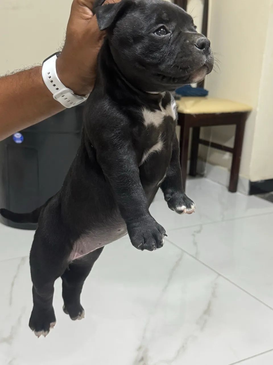 American Bully - Foto 2