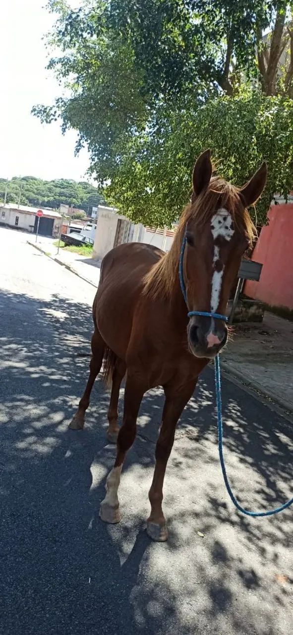 Égua furtada em campinas sp  - Foto 2