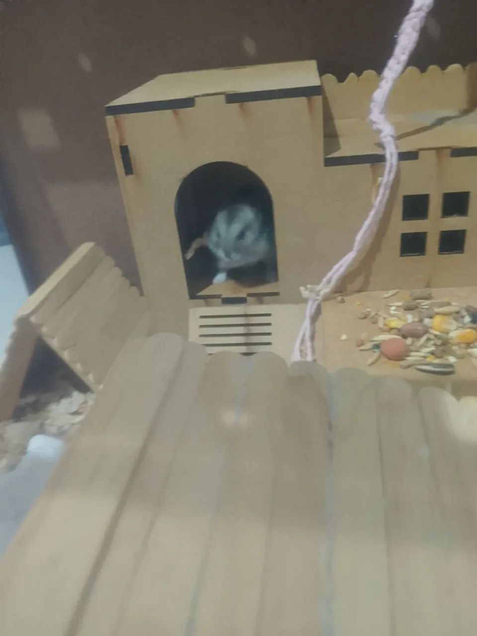 Hamster russo anão  - Foto 3