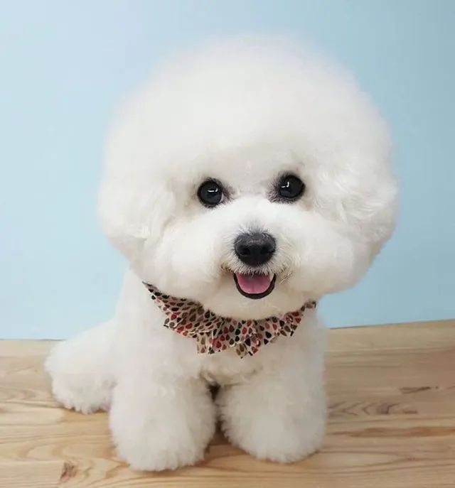 Bichon Frise - Foto 2